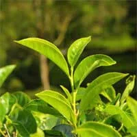 Green tea leaf, one of the Audifort ingredients